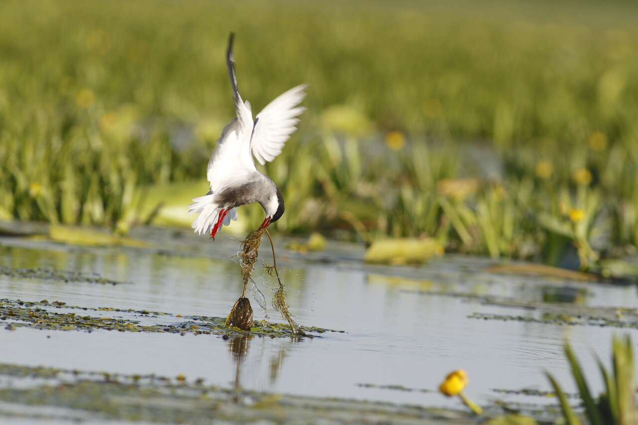 Guifette moustac au-dessus des eaux du marais de Grande Brière