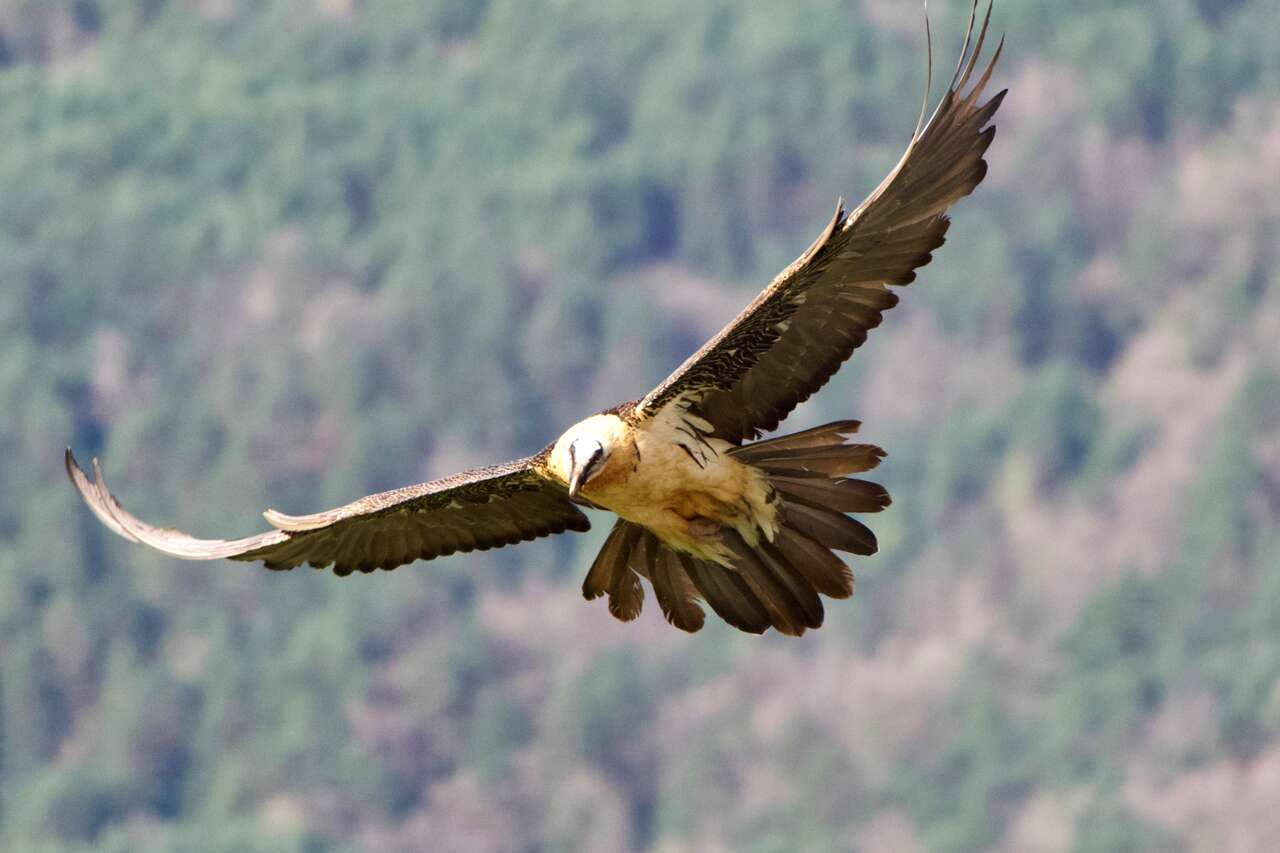 Gypaète barbu en vol