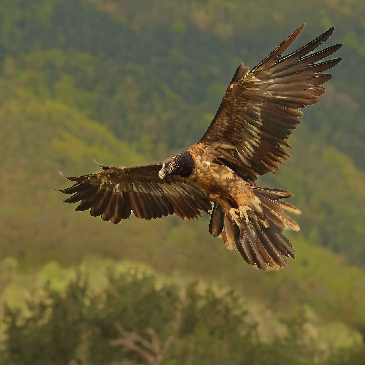Gypaète barbu immature en vol lors d’un séjour ornithologique Amarok dans les Pyrénées aragonaises