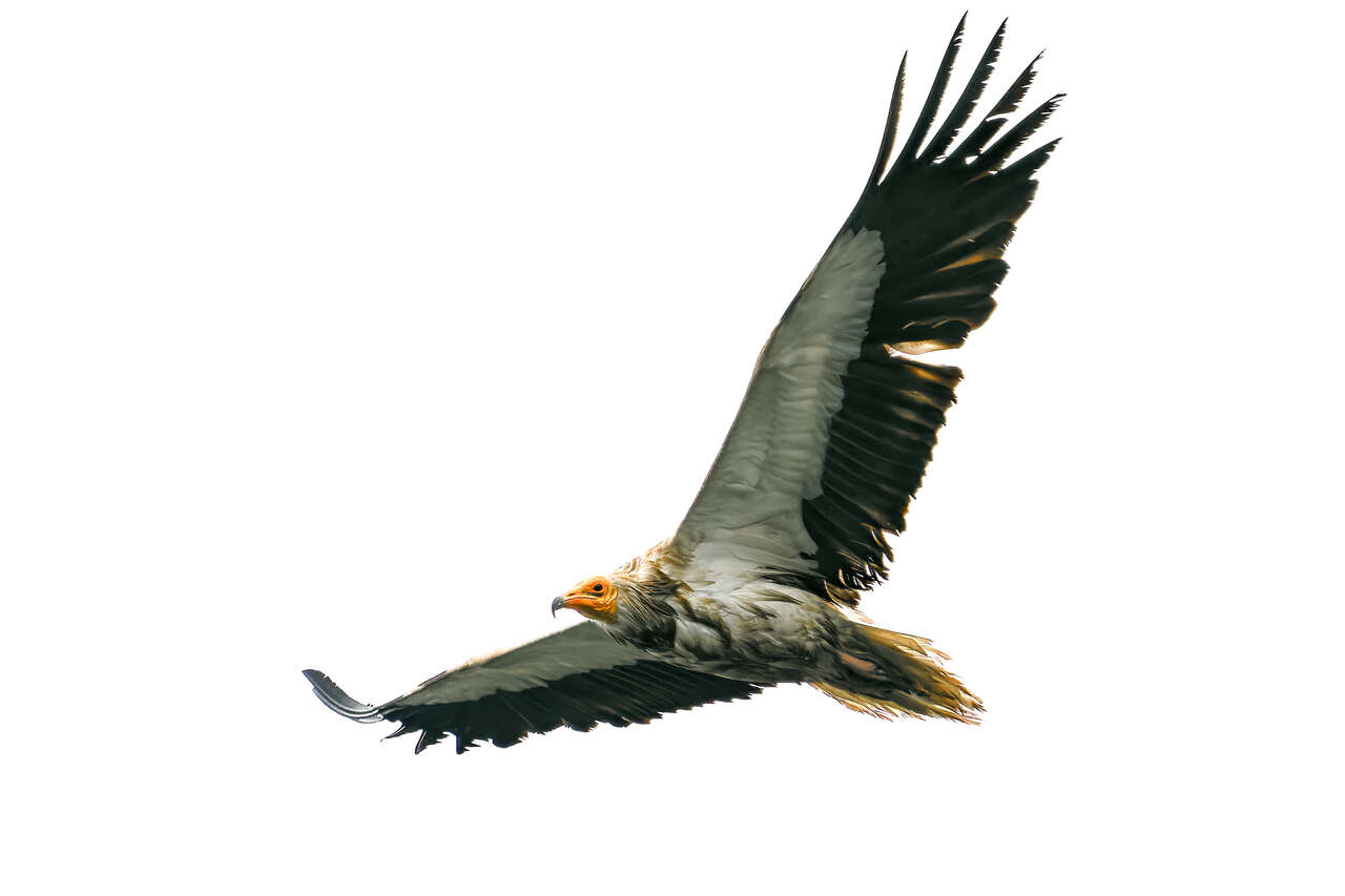 Gypaète barbu juvénile en vol observé dans les montagnes des Asturies