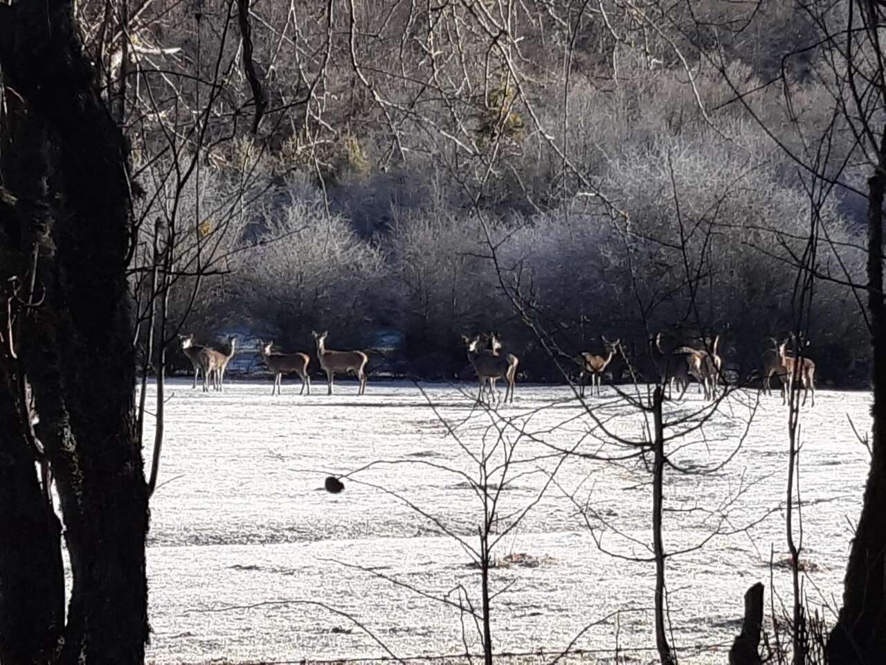 Harde de cerfs élaphes en lisière de forêt sous la neige hivernale dans les Abruzzes – séjour observation faune avec Amarok l’Esprit Nature