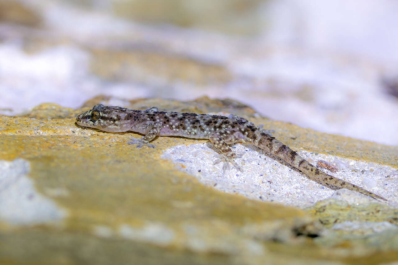Hémidactyle verruqueux, petit gecko méditerranéen tacheté, sur une roche claire