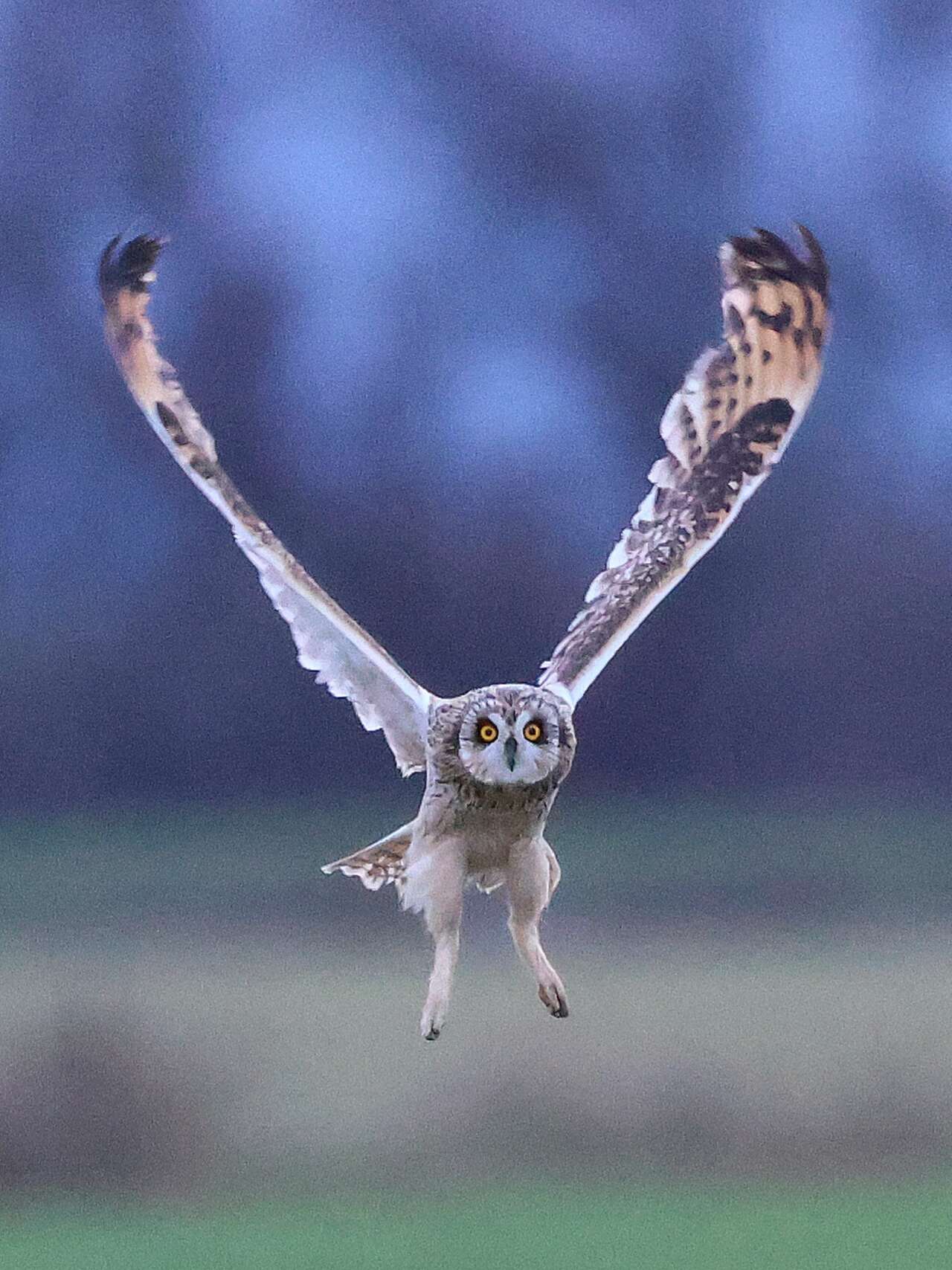 Hibou des marais en vol frontal au-dessus des prairies humides