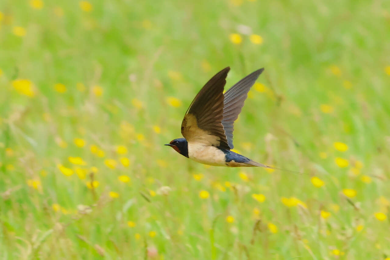 Hirondelle rustique en vol au-dessus des prairies fleuries des Abruzzes