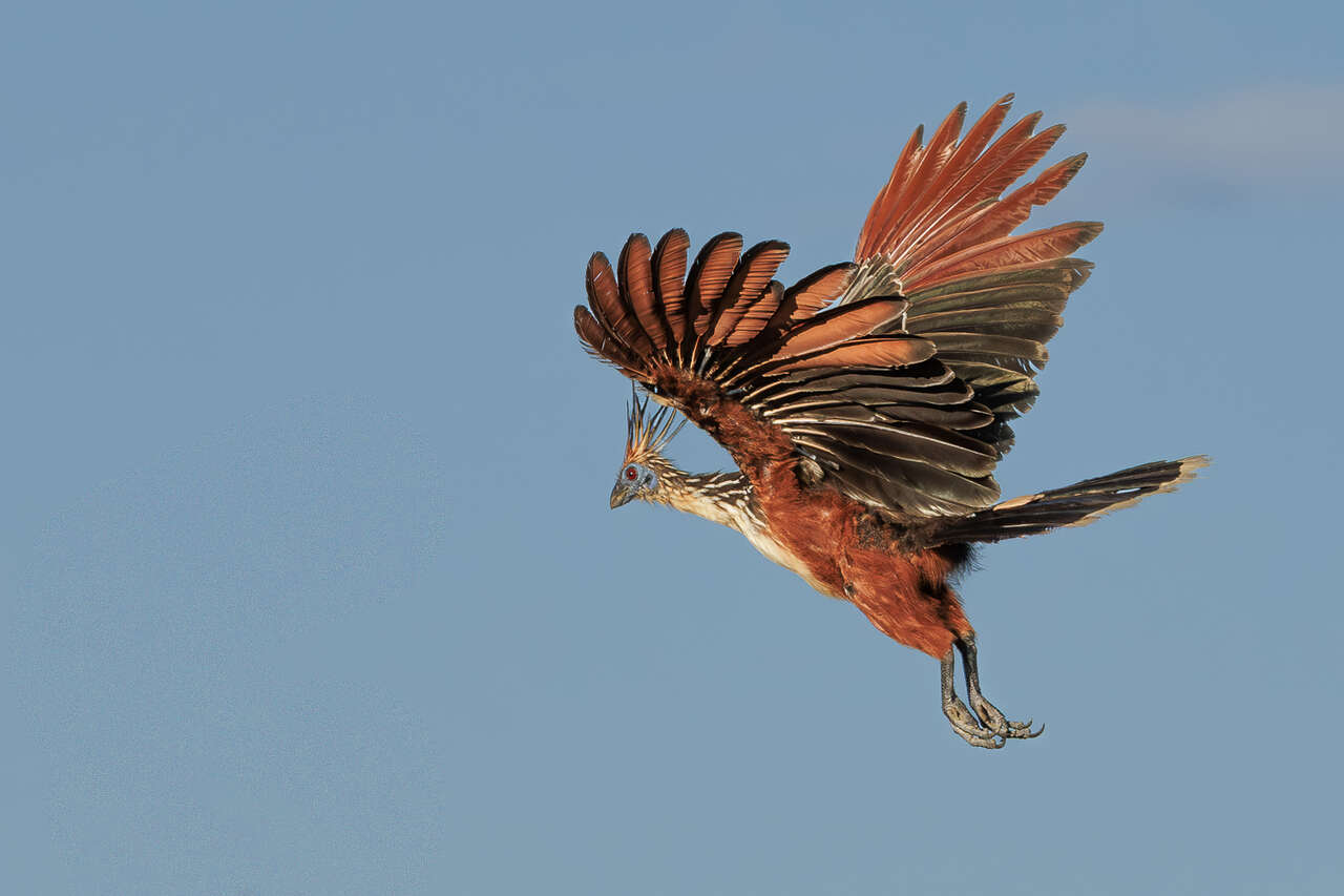 Hoazin huppé en plein vol dans le ciel d’Amazonie