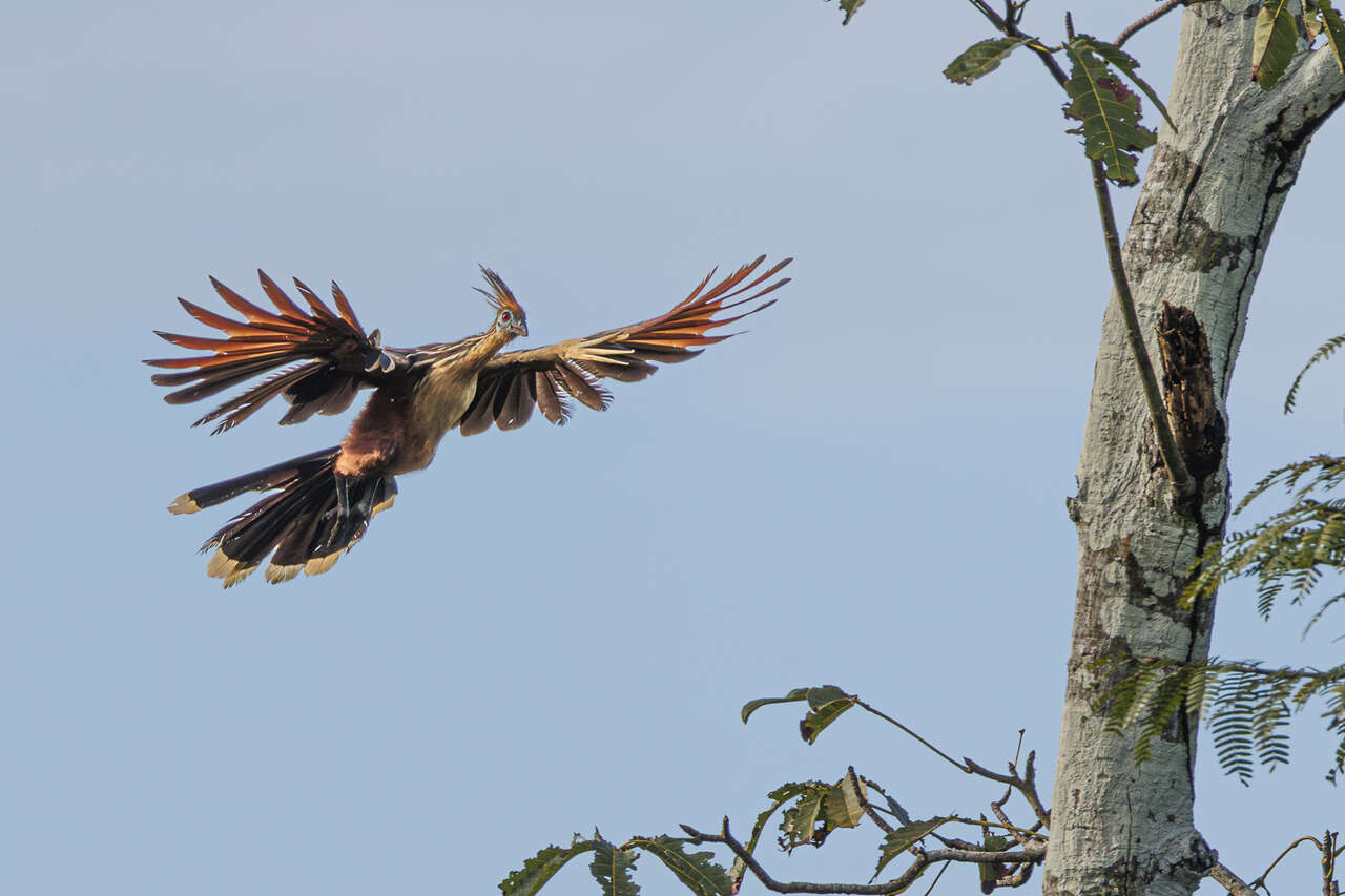 Hoazin huppé en vol dans la forêt amazonienne au Brésil