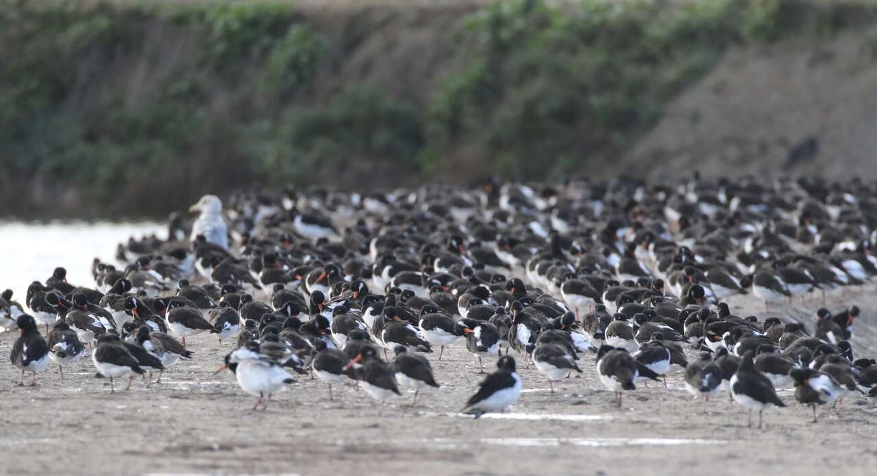 Huîtriers pies rassemblés sur l’estran