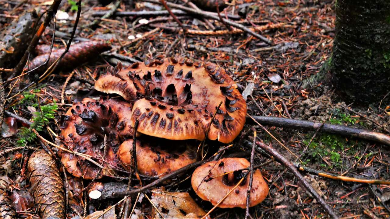 Hydnellum ferrugineum, champignons bruns aux reflets sombres sur litière forestière