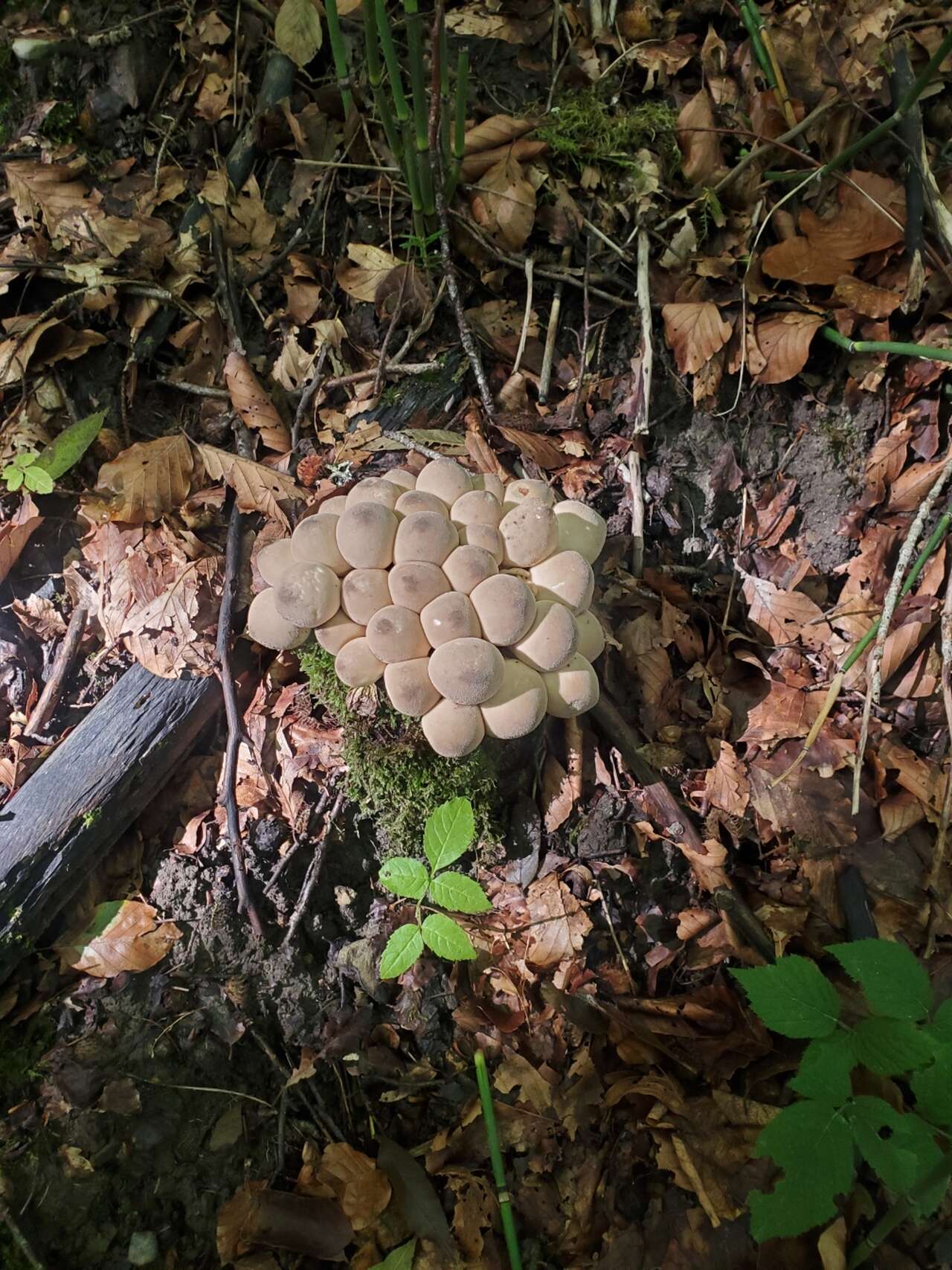 Hypholoma fasciculare, groupe de champignons beiges sur souche en forêt