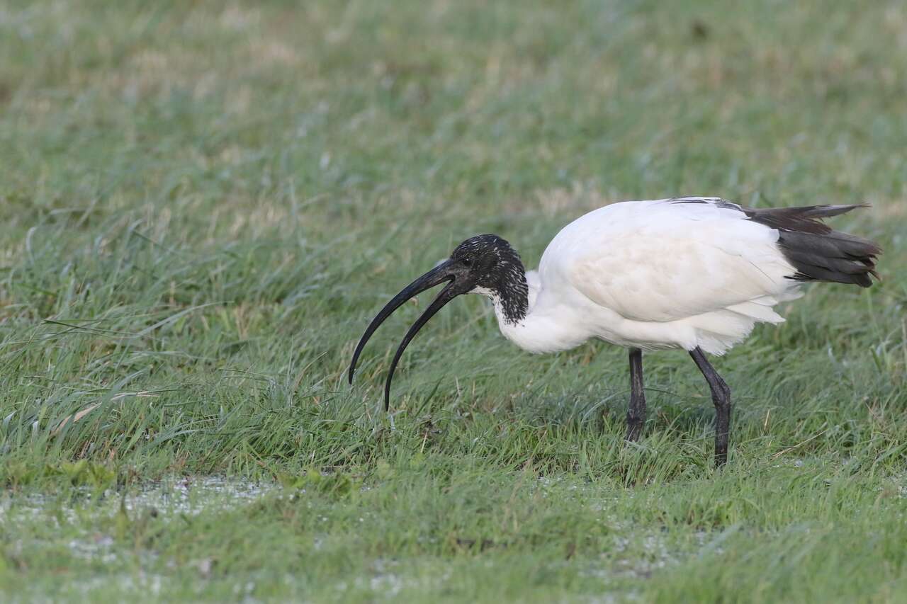 Ibis sacré en zone humide