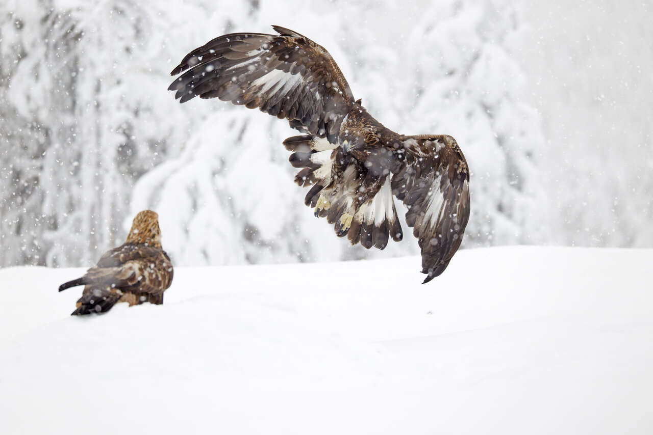 Interaction entre deux aigles royaux en hiver en Finlande