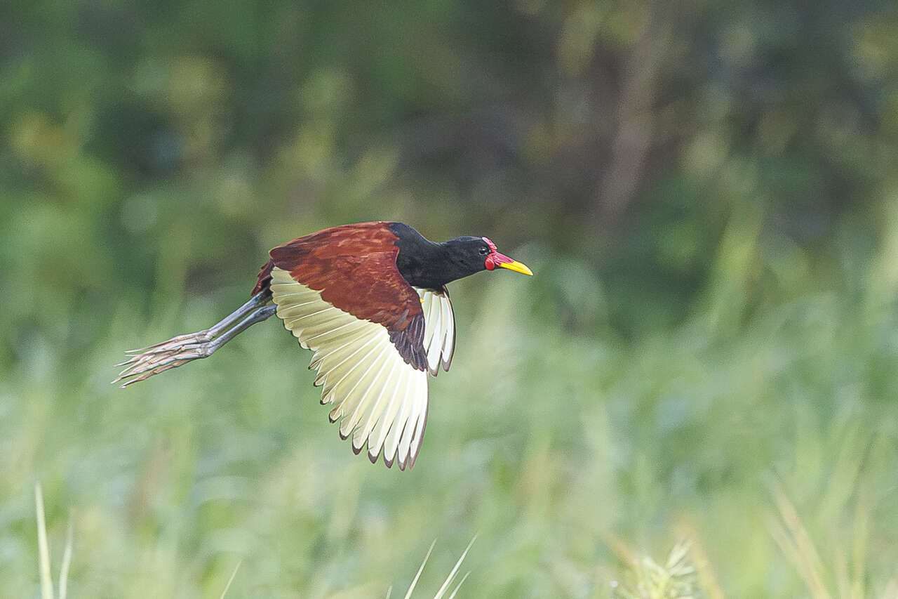 Jacana en vol au-dessus des zones humides de l’Amazonie
