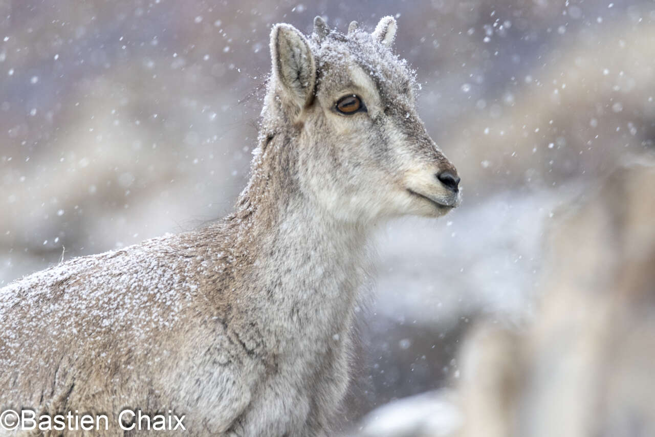 Jeune bharal (Pseudois nayaur) sous la neige en hiver au Ladakh – observation naturaliste avec Amarok l’Esprit Nature