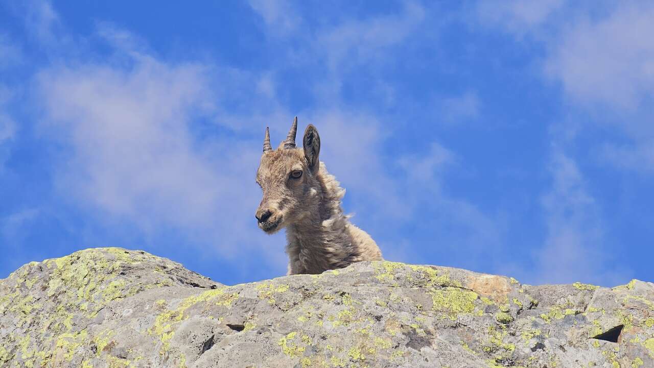Jeune bouquetin apparaissant derrière un rocher en montagne