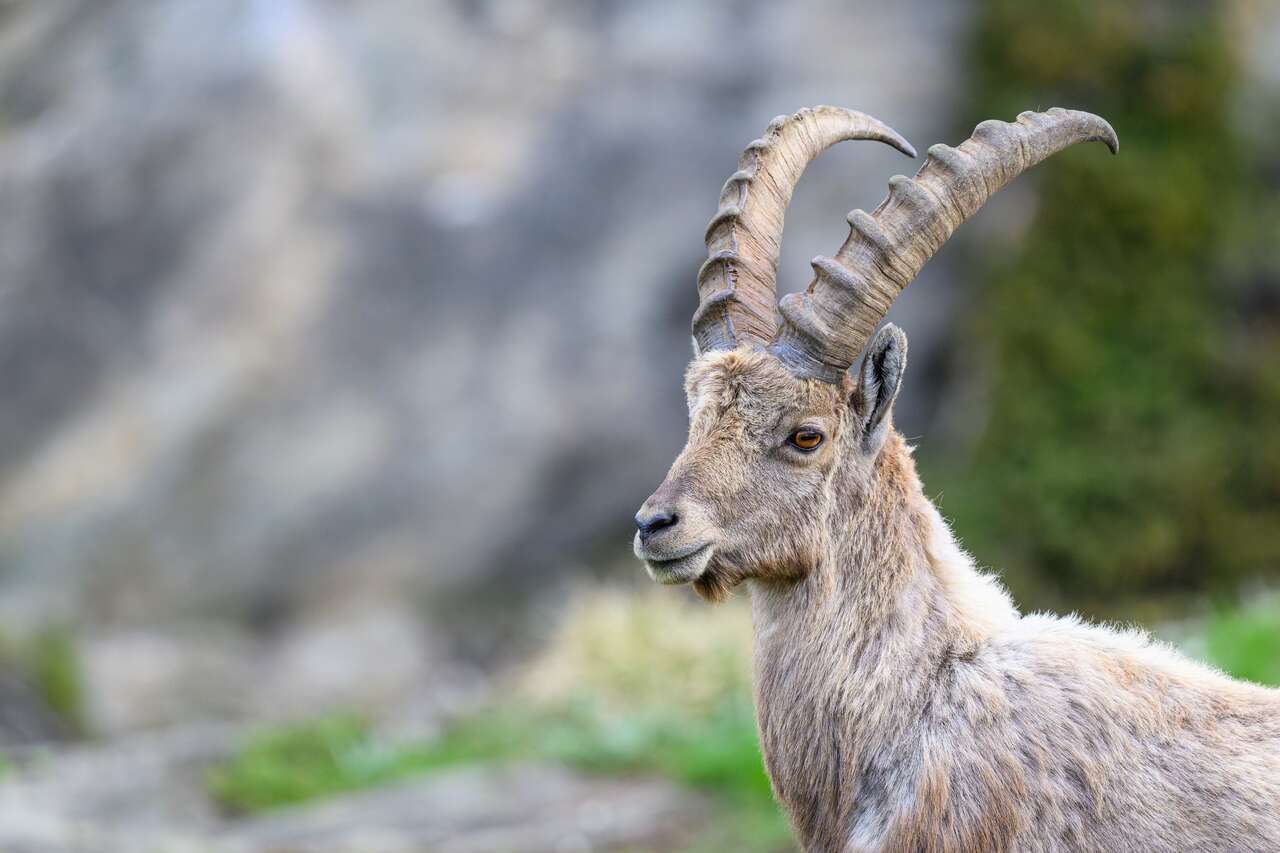 Jeune bouquetin des Alpes au printemps
