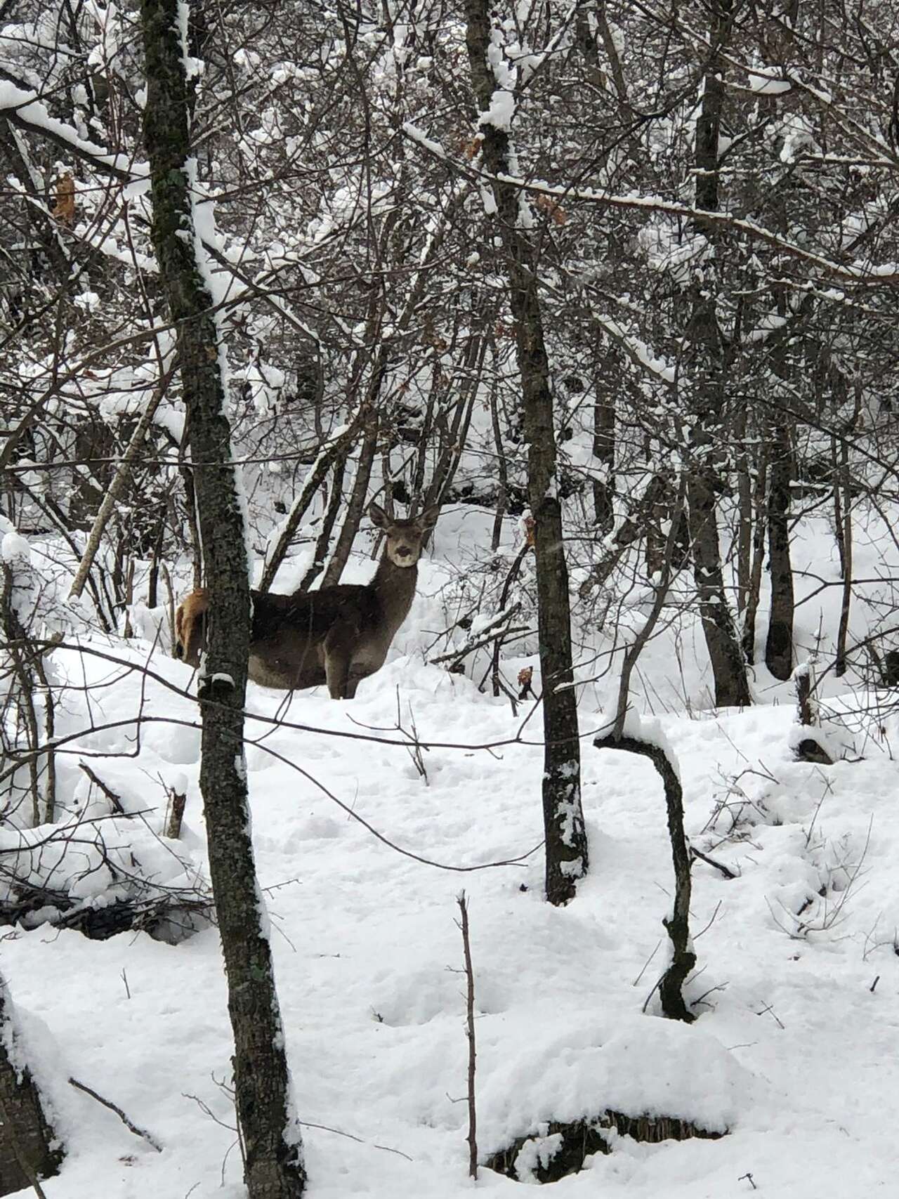 Jeune cerf élaphe en alerte dans un sous-bois enneigé des Abruzzes – séjour naturaliste Amarok l’Esprit Nature