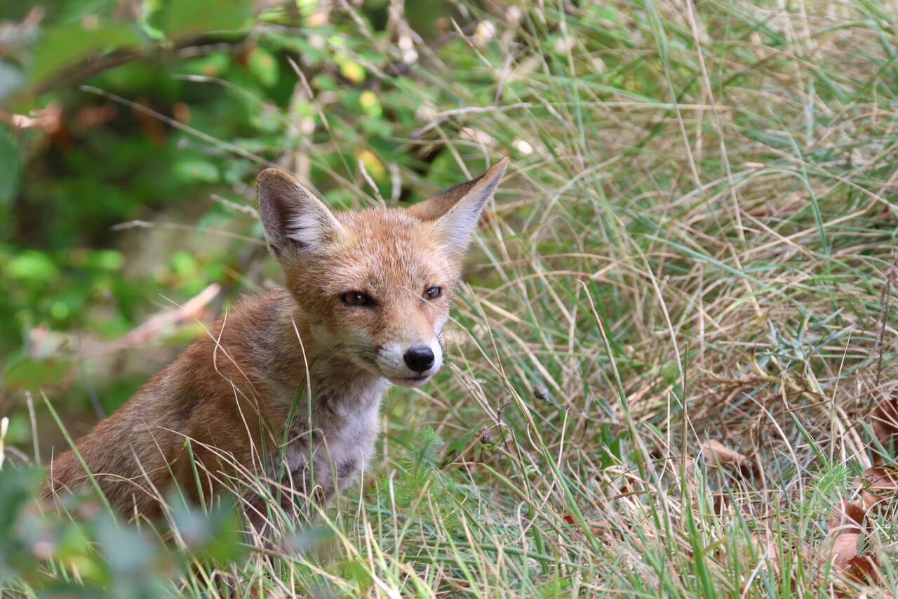 Jeune renard roux au regard curieux, dissimulé dans les herbes des Abruzzes