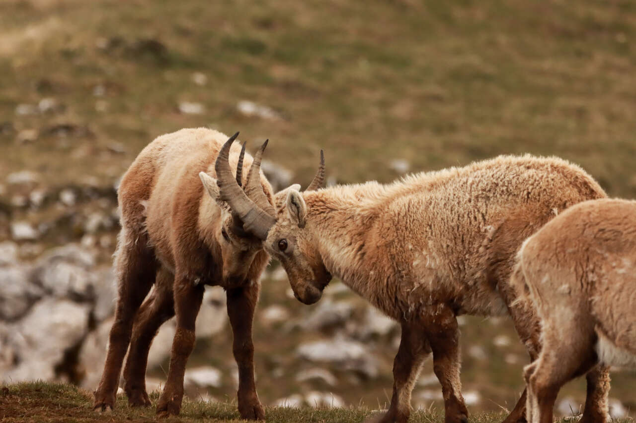 Jeunes bouquetins des Alpes en interaction dans les montagnes de Maurienne