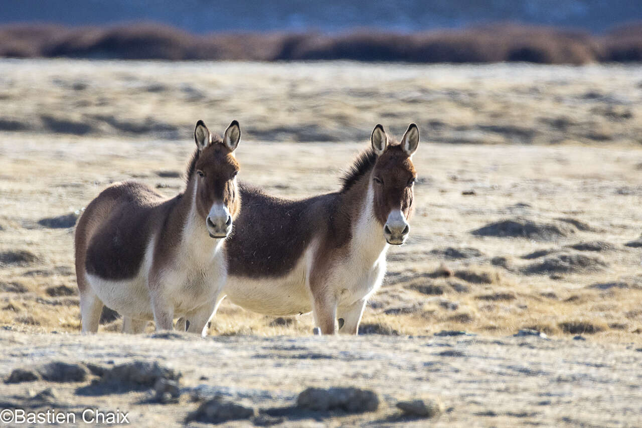 Kiangs dans les steppes du plateau tibétain au Ladakh