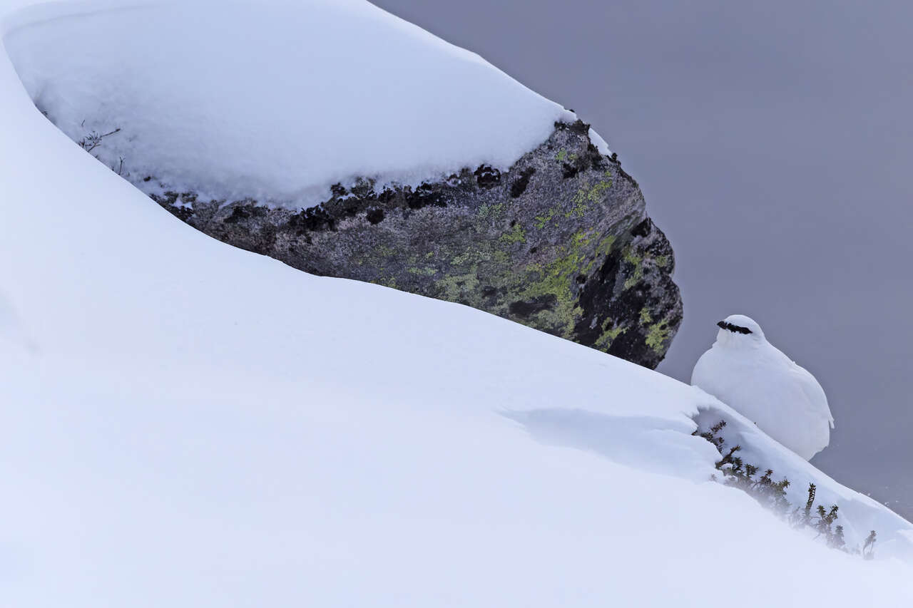 Lagopède alpin dans la neige sur une pente rocheuse en Norvège arctique