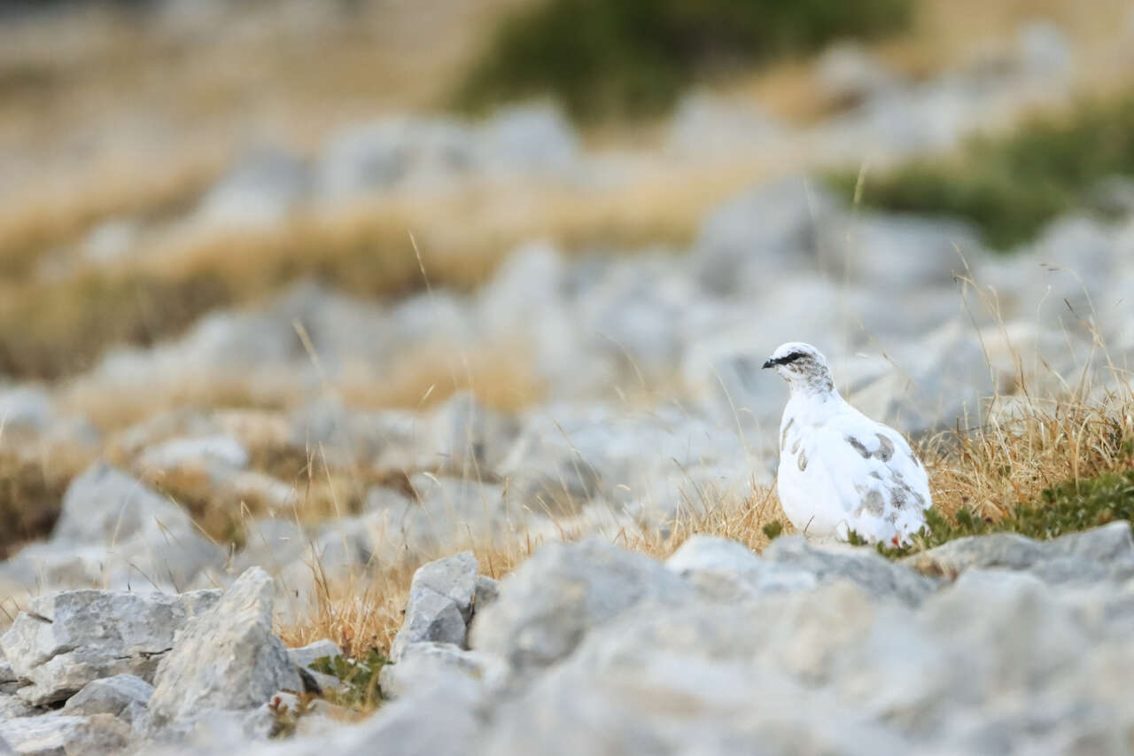 Lagopède alpin en plumage clair en Maurienne