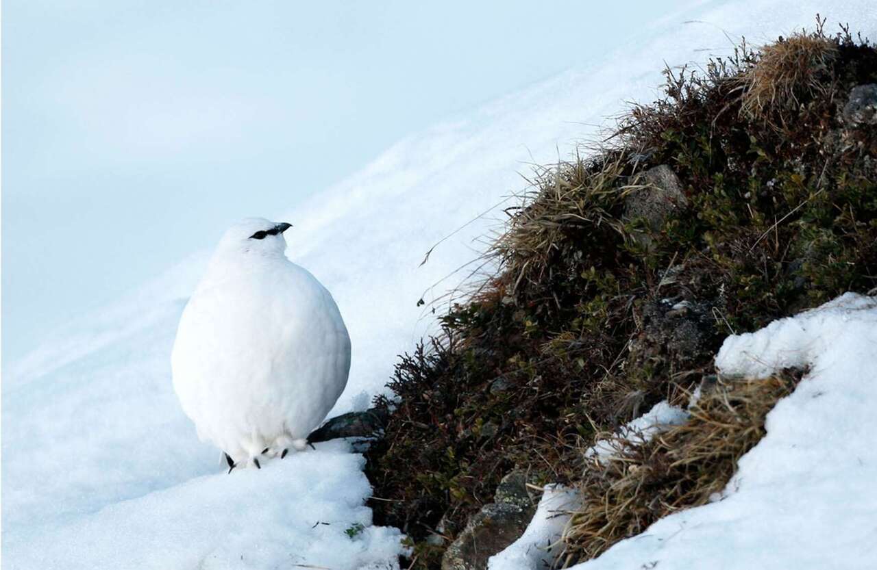 Lagopède alpin en plumage hivernal camouflé dans la neige
