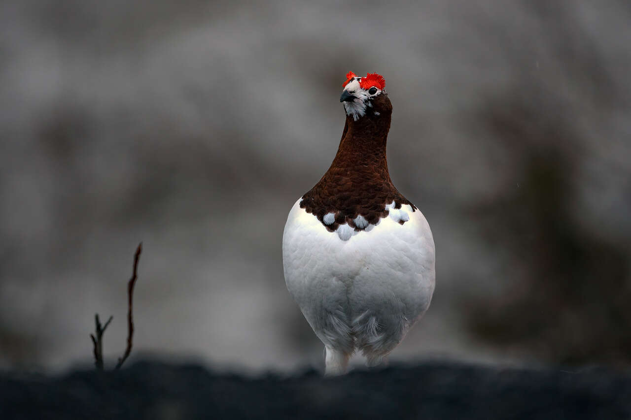 Lagopède alpin mâle en plumage nuptial dans les montagnes enneigées du Yukon