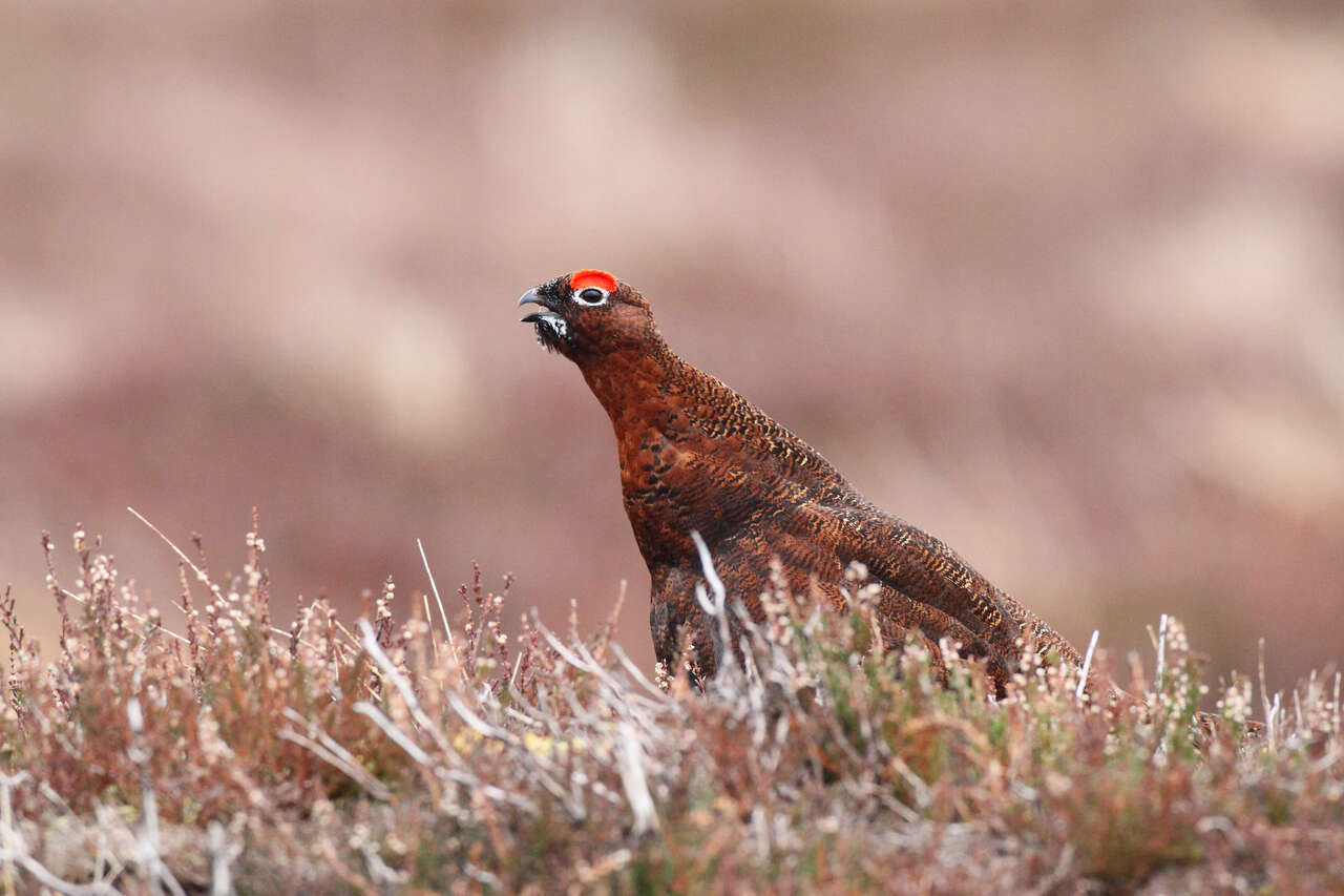 Lagopède d’Écosse dans les landes des Cairngorms
