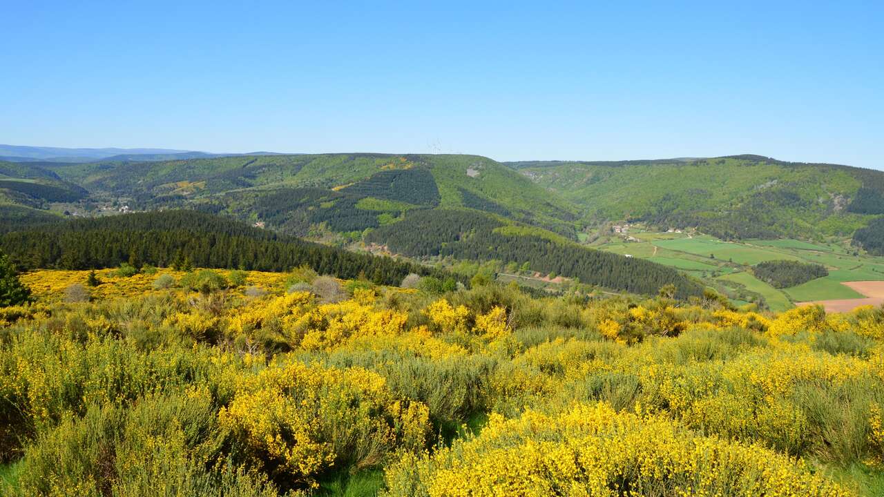 Landes couvertes de genêts jaunes en fleurs dominant les montagnes boisées et les vallées d'Ardèche