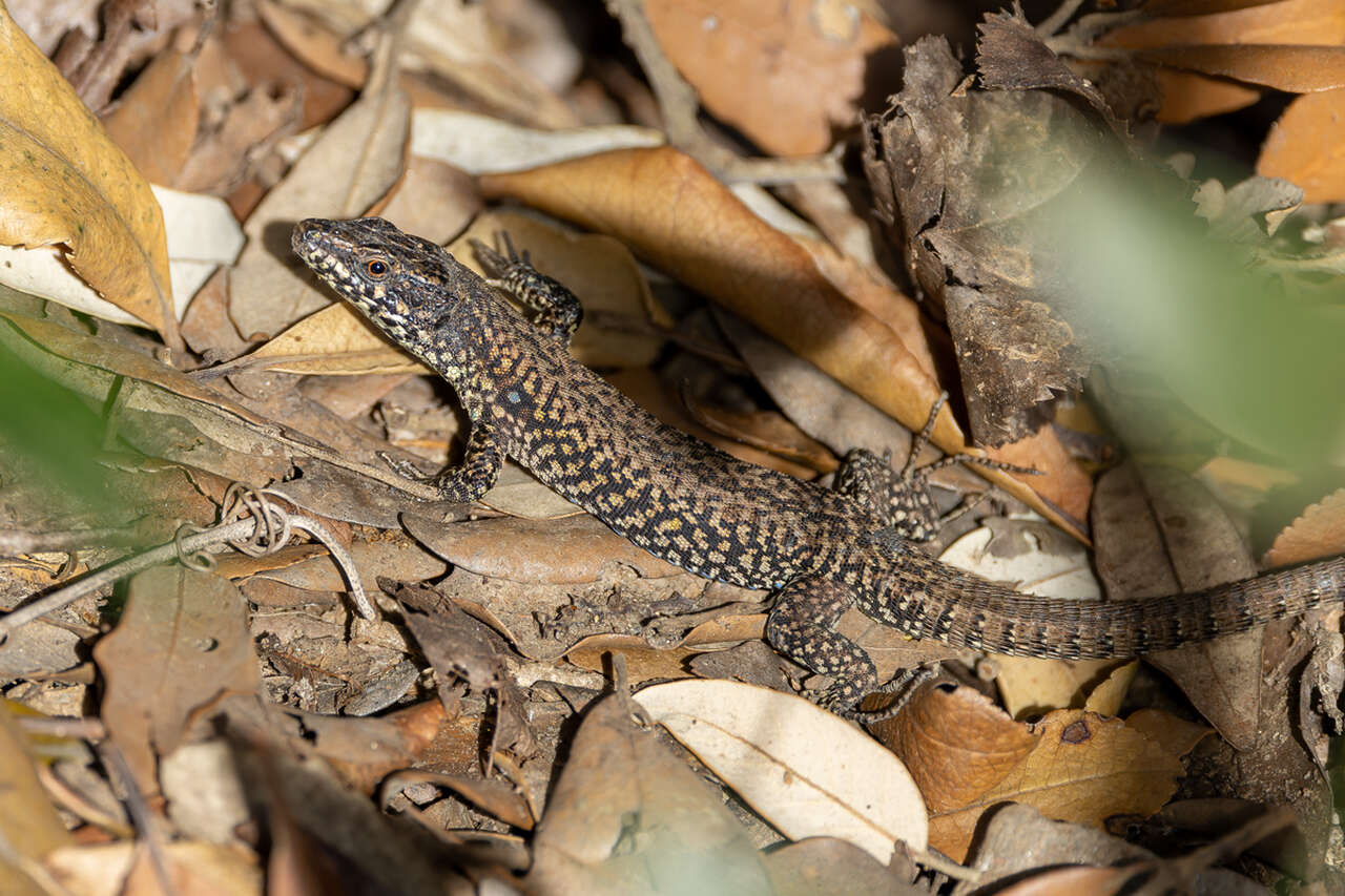lézard des murailles sur les îles méditerranéennes