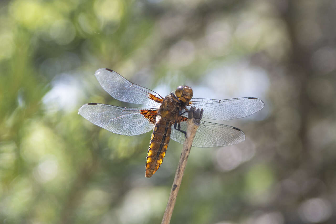 Libellule posée sur une tige dans le Vercors en été