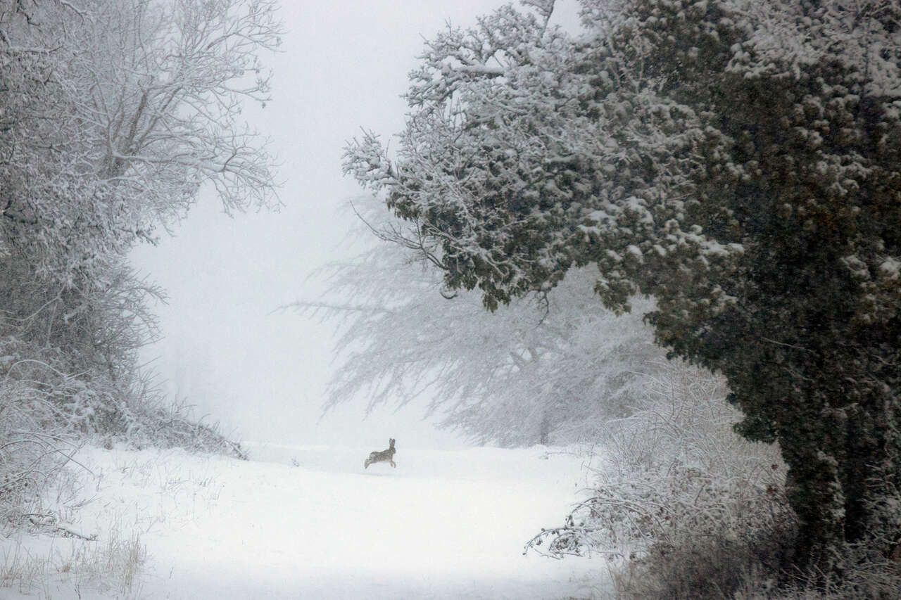 lièvre courant sur un chemin enneigé © Joël Brunet lièvre courant sur un chemin enneigé entre deux haies givrées, paysage d’hiver en France