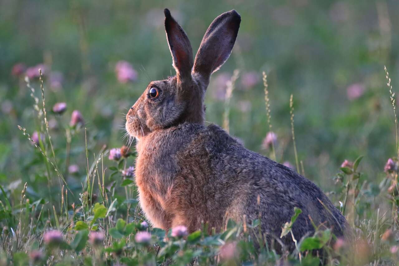 Lièvre d’Europe dans une prairie