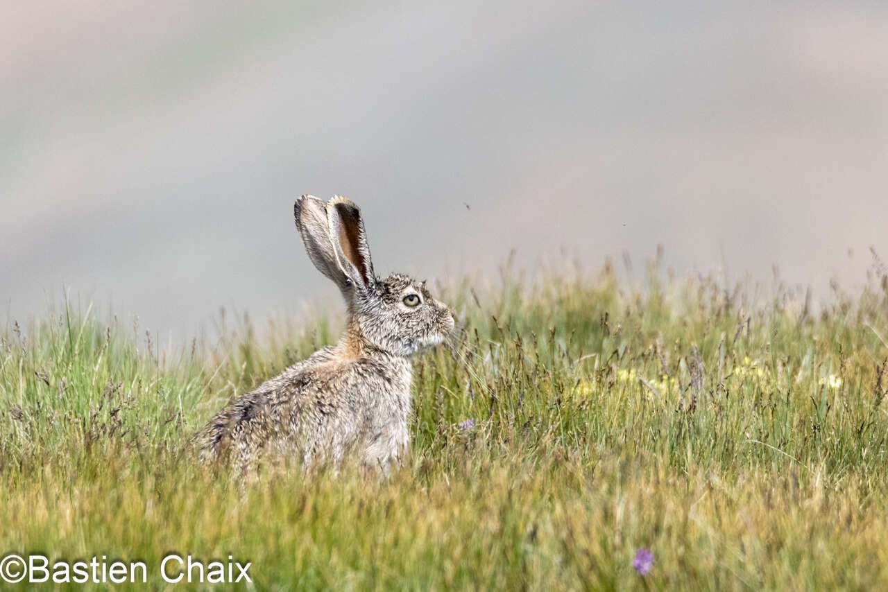 Lièvre de Tolai (Lepus tolai) - Observation naturaliste Amarok l'Esprit Nature