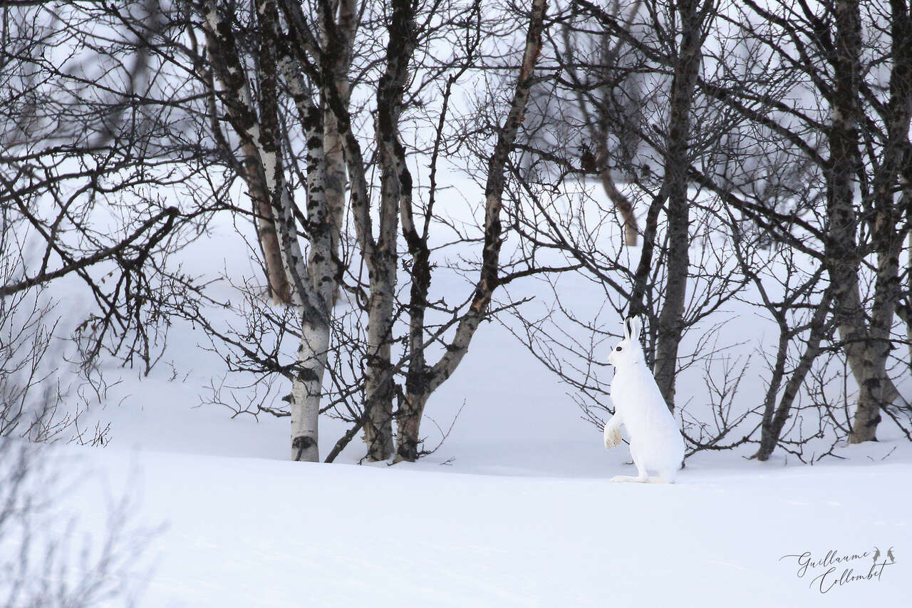 Lièvre variable en hiver dans la toundra norvégienne