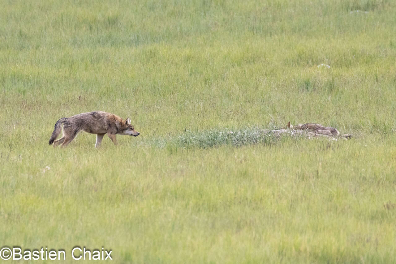 Loup du tibet et louveteau (Canis lupus chanco) au Kirghizistan