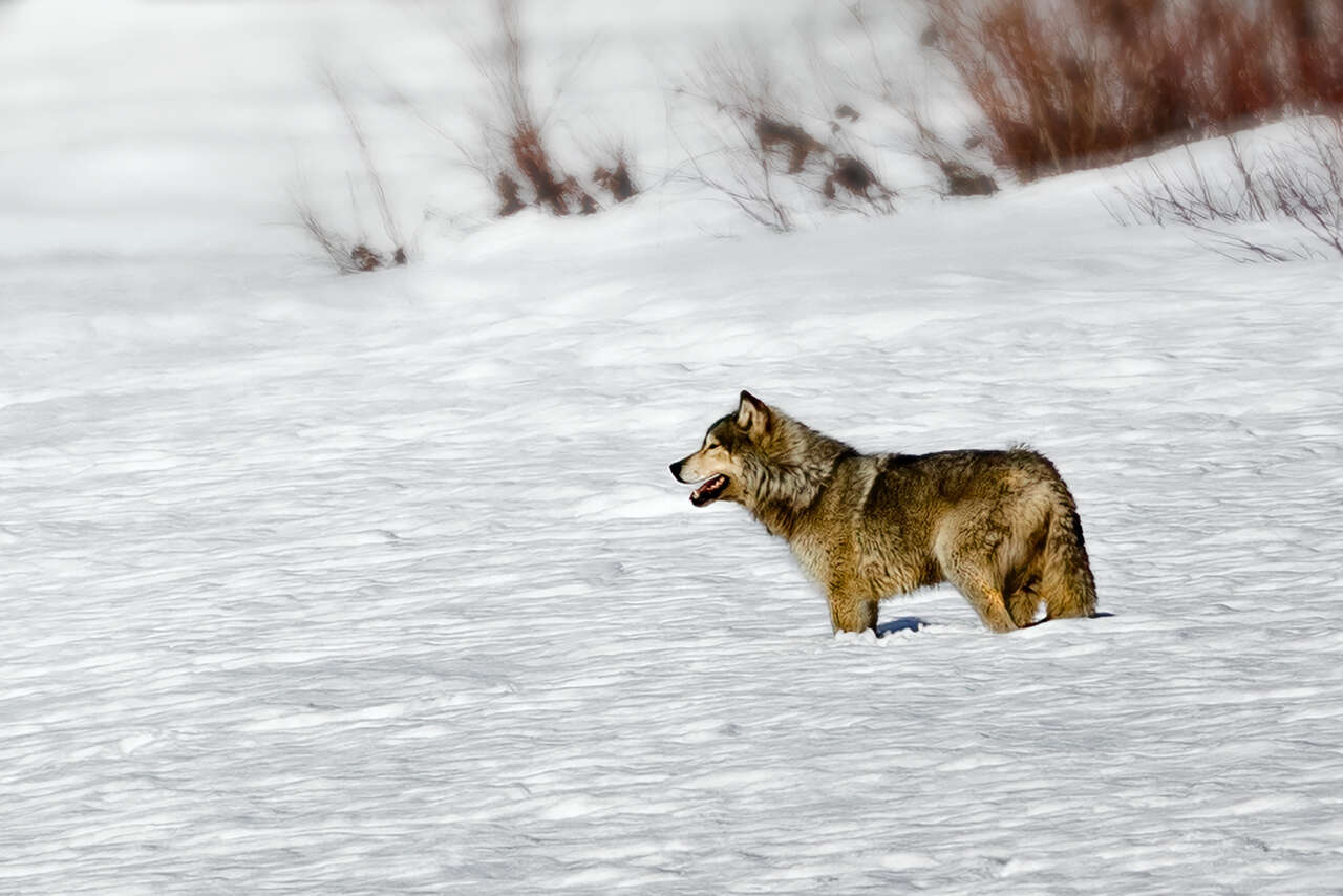 Loup du Yukon dans la neige