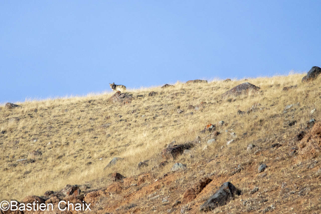 Loup gris du Tian Shan (Canis lupus chanco)