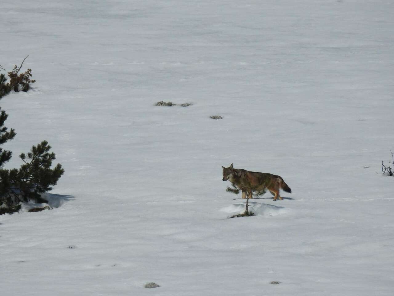 Loup italien (Canis lupus italicus) observé dans la neige en hiver dans le parc national des Abruzzes – séjour nature Amarok l’Esprit Nature