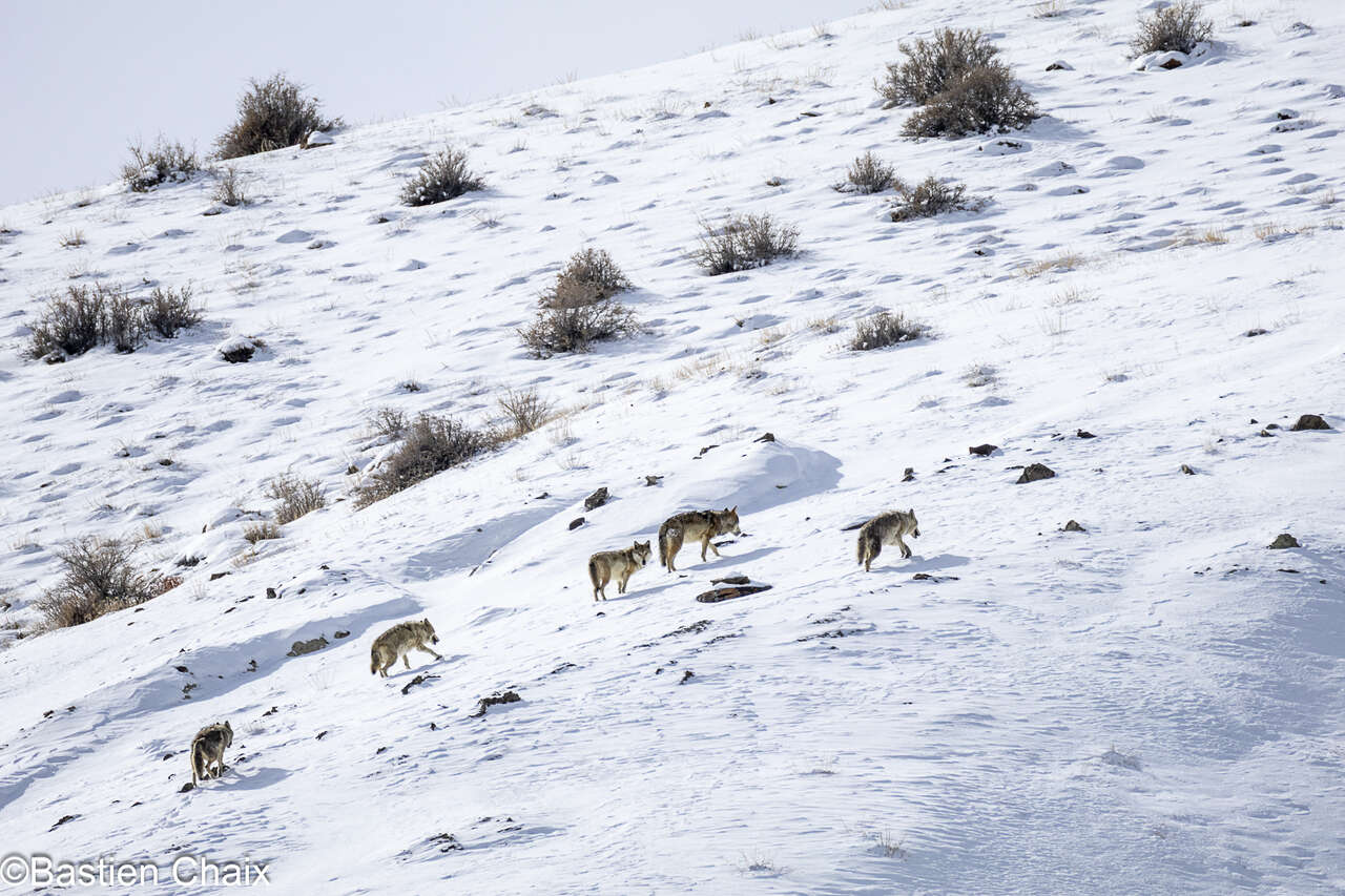 Loups de l’Himalaya dans les paysages enneigés du Ladakh