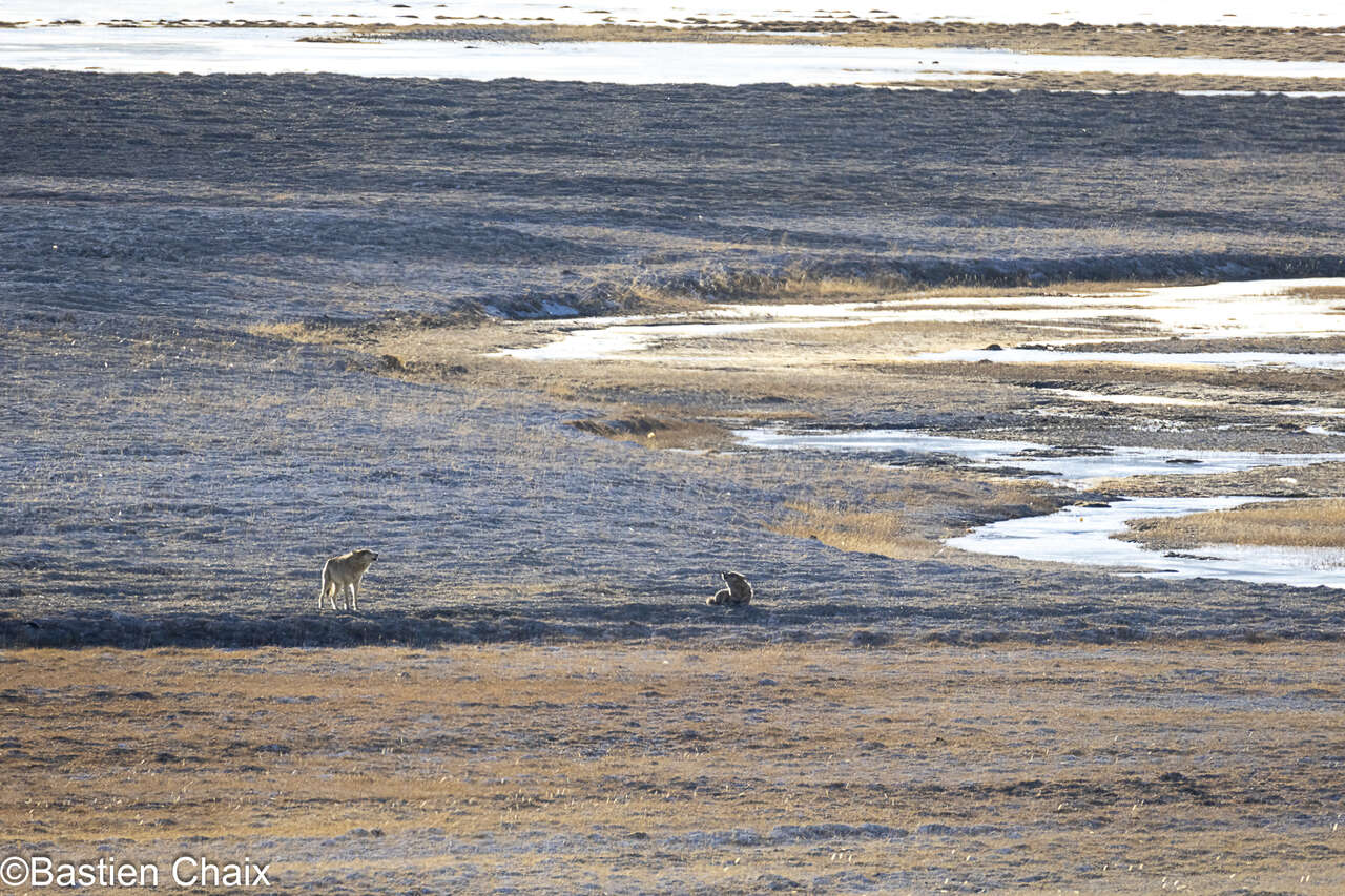Loups de l’Himalaya dans les plaines du Ladakh