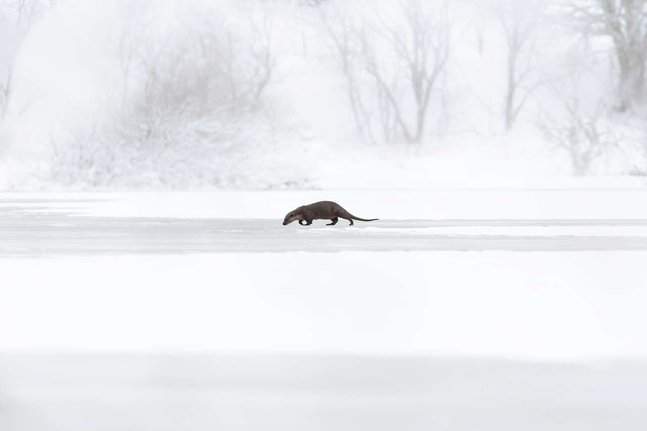 Loutre d'Europe