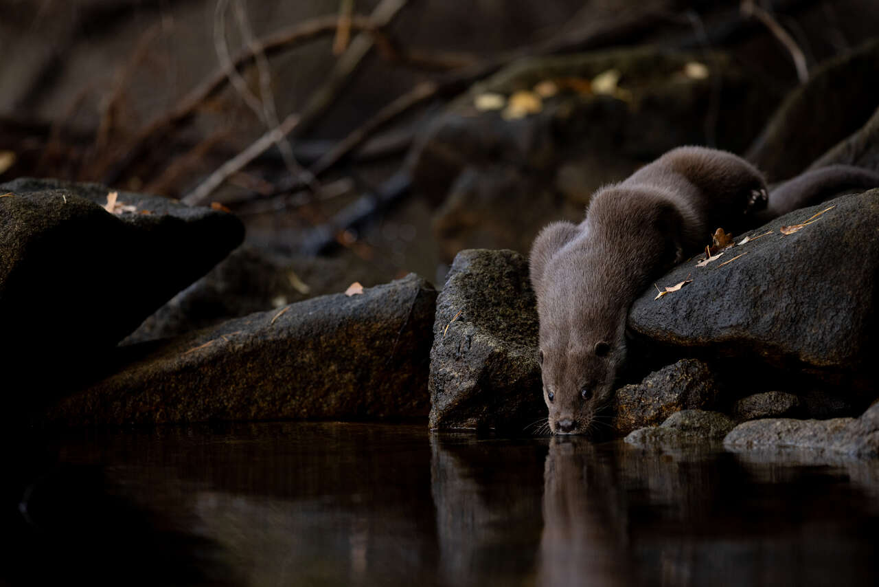 Loutre d'Europe