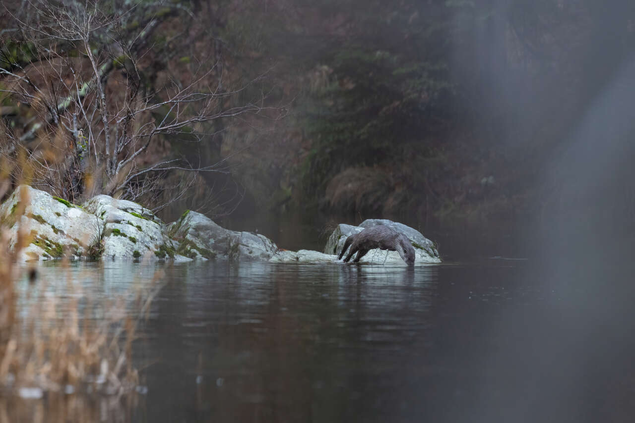 Loutre d'Europe
