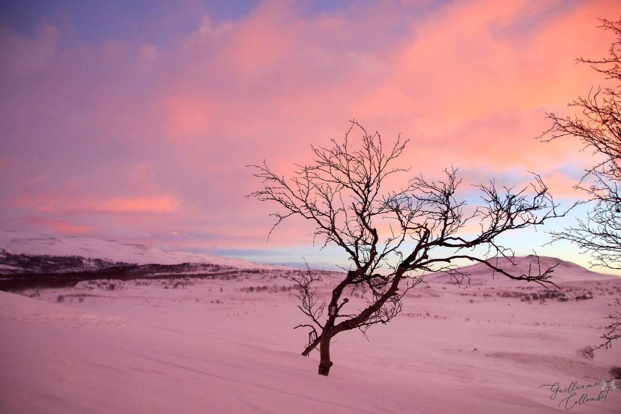Lumières arctiques sur le parc de Dovrefjell en Norvège, ambiance hivernale unique entre neige et ciel pastel.