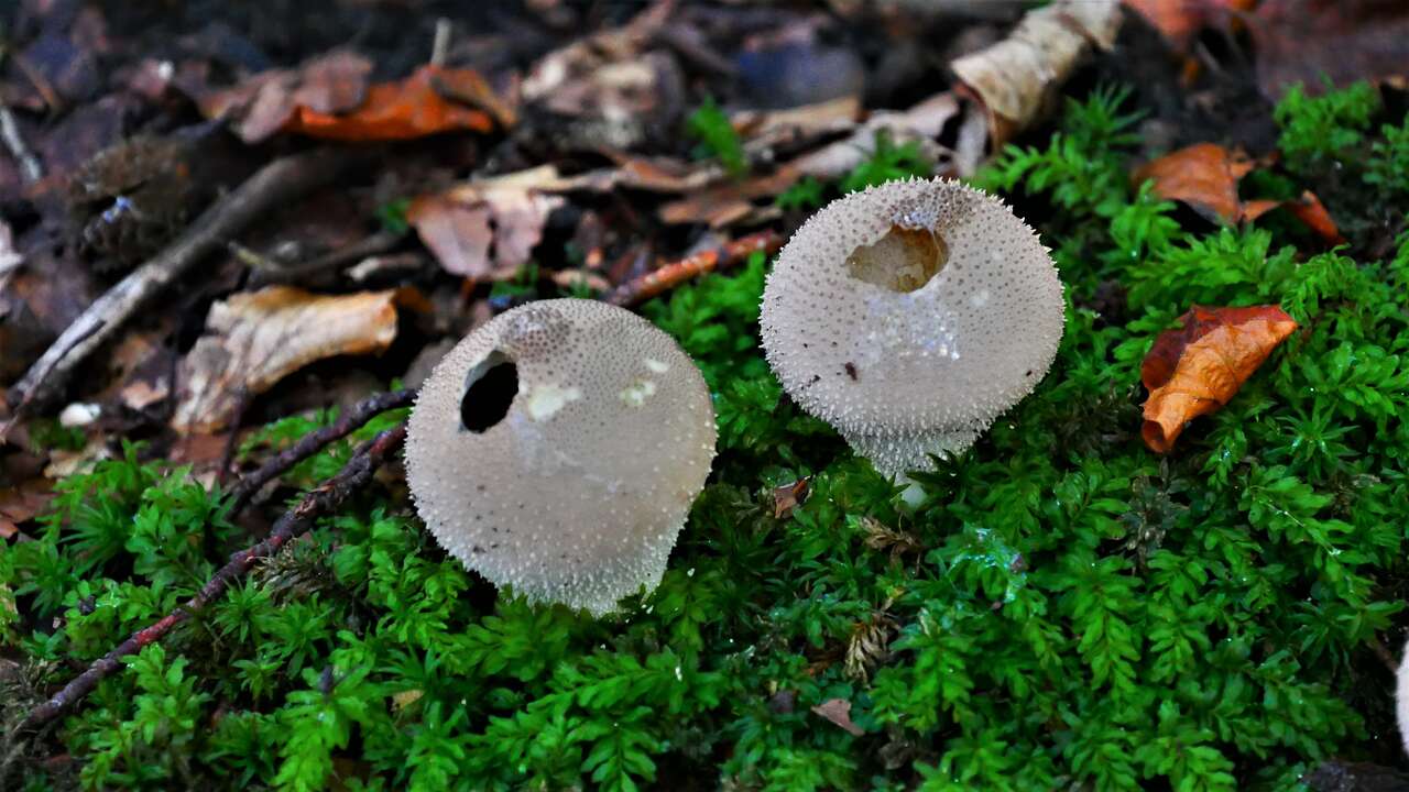 Lycoperdon perlatum, vesse-de-loup perlée sur mousse en sous-bois