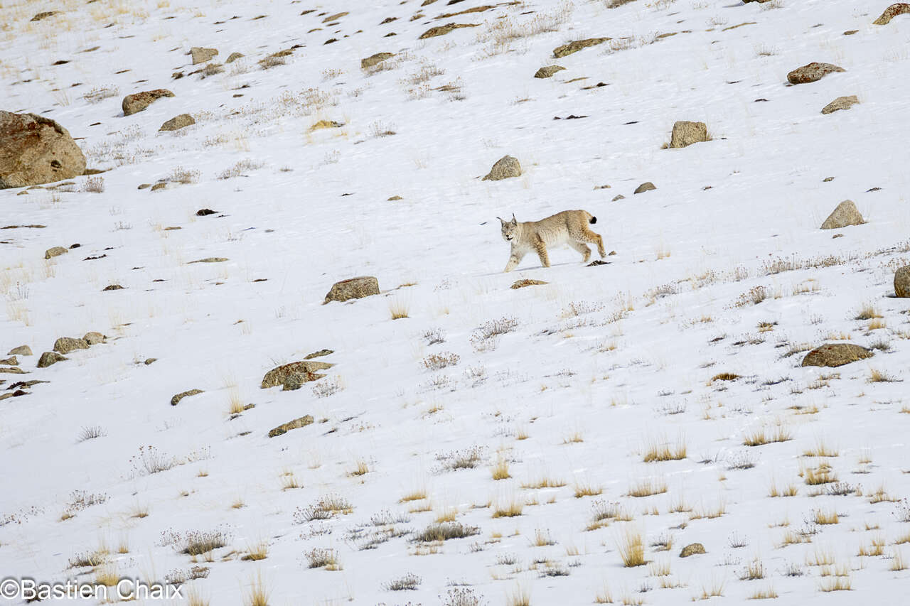 Lynx dans les paysages enneigés au Ladakh