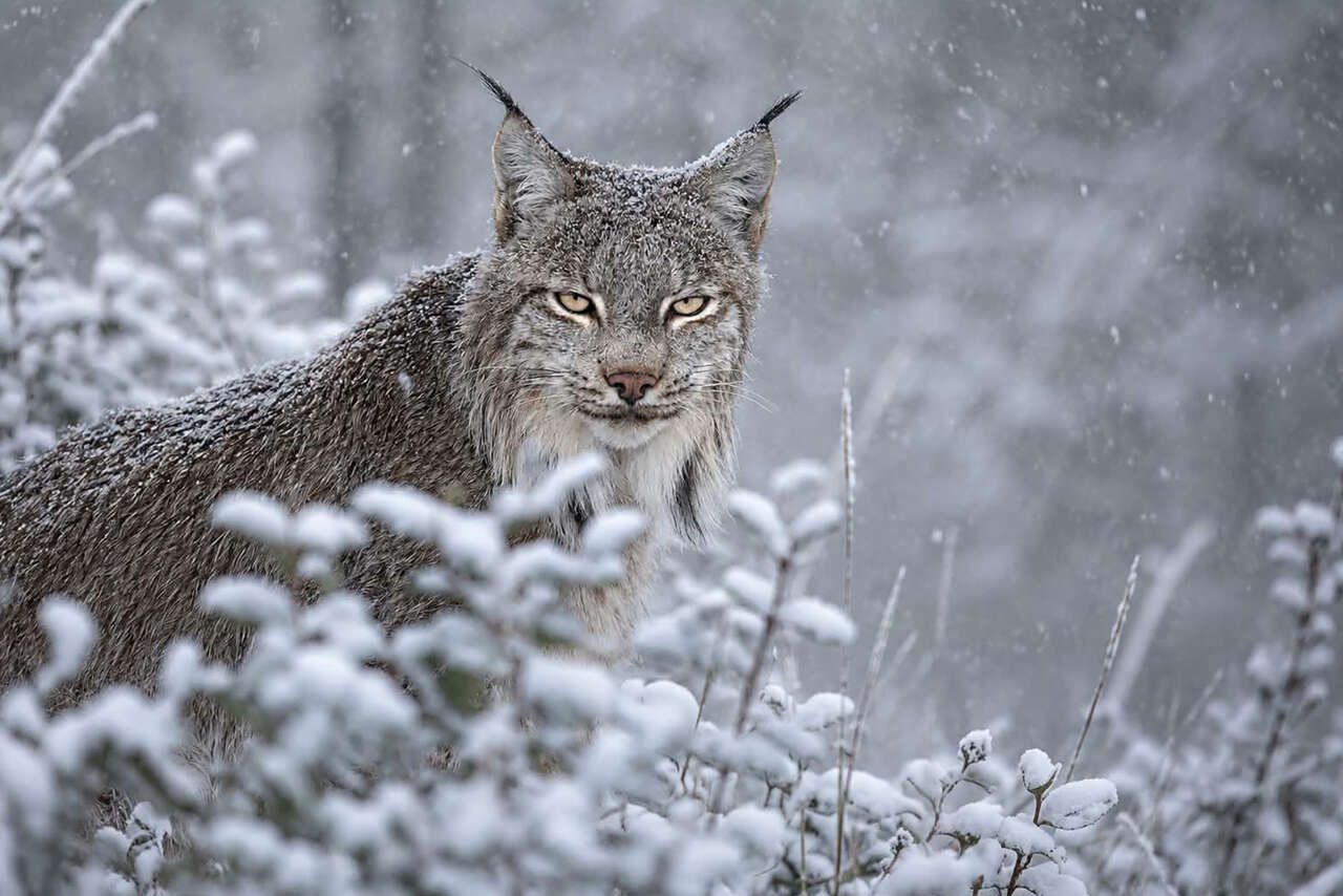 Lynx du Canada