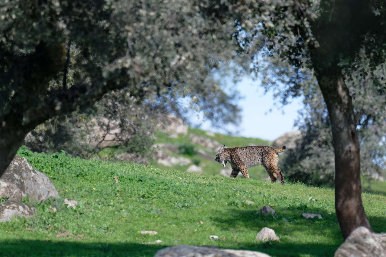 Lynx pardelle dans les paysages sauvages d'Espagne