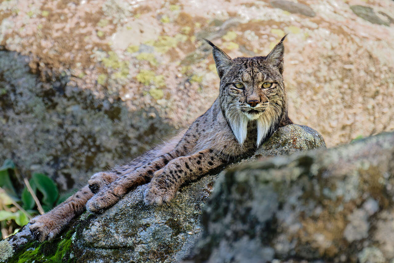 Lynx pardelle sur un rocher